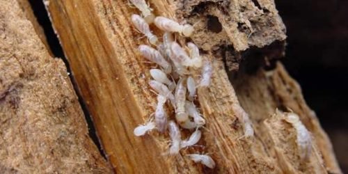 سبب-وجود-النمل-الابيض