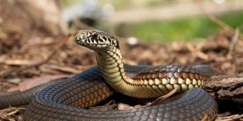 شركة-مكافحة-الثعابين-في-الشارقة